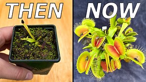 No Bullsh!t Venus Flytrap Care Guide | The Flytrap Garden