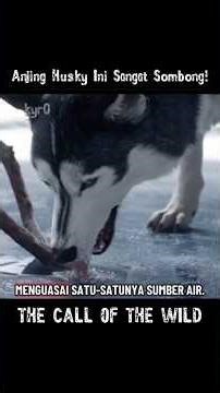 The Quiet Dog Became a Hero‼️#shorts