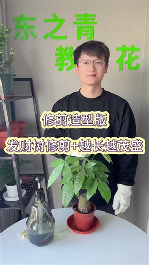 发财树怎么修剪造型？越剪越旺越好看