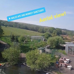 3.4K views · 100 reactions | A little video of WAMS, filmed by Rosie who was 7 metres up 若來 In the video you will see 25 tonne of white sacks that contain £5763 worth of pellets for our biomass boiler. Heating is expensive! Here is our GoFundMe link if you would like to contribute towards the care of our animals: gf.me/u/xxdwnk ❤ | Wales Ape and Monkey Sanctuary | Facebook