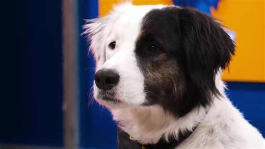'Puppy Bowl' to feature senior and special needs dogs