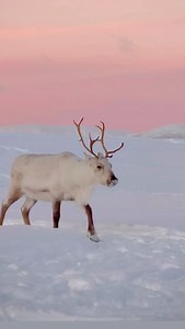 Rudolfina ready for christmas 👌🏻 Cotton candy skies and christmas spirit 🦌 Let's go ❄️ #christmas #travelgram #visitnorway #reindeer #sami | Tromsø Arctic Reindeer