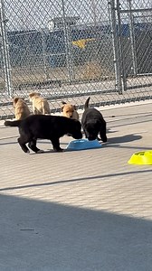 46K views · 561 reactions | ADOPTED! When the big dogs have a better toy than all of your toys you just sit and watch! Wishing you were big so you can have a big fur squeaky ball!￼藍 Don’t worry you guys you will get there! | Lincoln County Humane Society, Wisconsin | Facebook