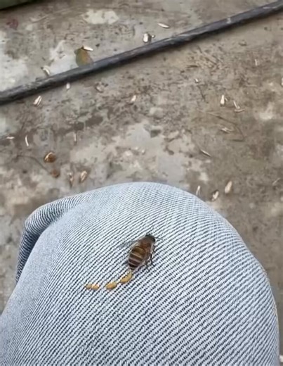 Literally bee shit. You ate bee shit. Likely from a bee infected with parasites if it’s shitting like that.