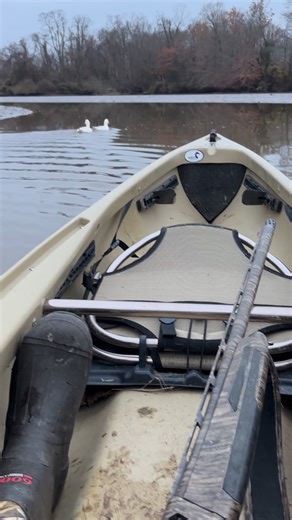 Who let their pets go?? 😂 After seeing no ducks these two came about and tested my patience 😂 | John Rogers