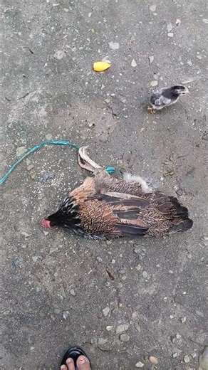 ♥️murgi ka hal dekho #likeandsubscribe #murgchana #videoshort #animals #youtubeshorts #villagelife 🐓