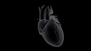 Human Heart Beat Anatomy Stock Footage Video (100% Royalty-free) 1047820708 | Shutterstock