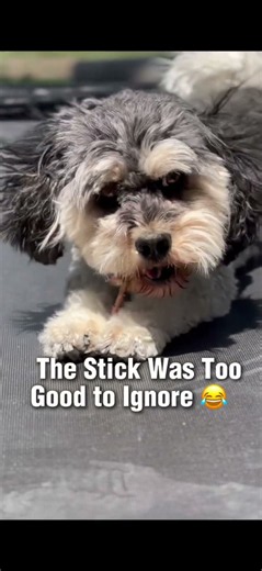 Happiness Is a Good Stick 🌳🐾 #softpaws #Cockapoo #dogshorts #cutedog #DogLife #happydog