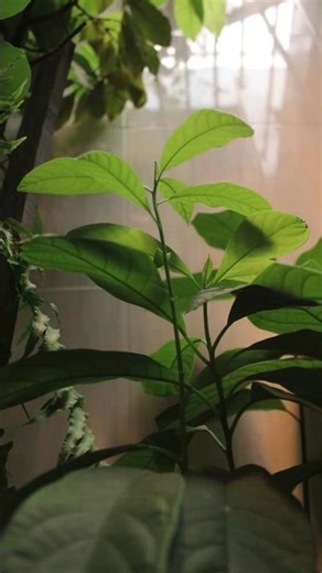 Árboles frutales que PUEDES tener en tu CASA🌳