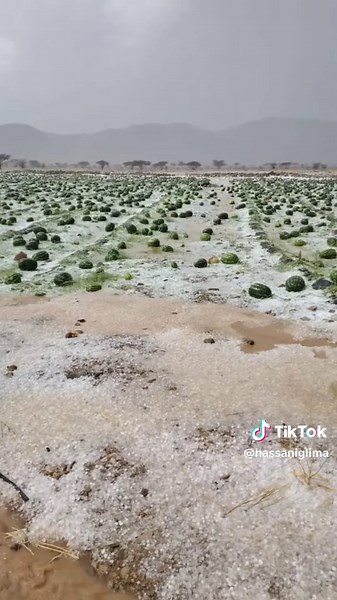 Vidéos de simo simo (@hassaniglima) avec موسيقى الألم - حزينة - Shakiralsalih music