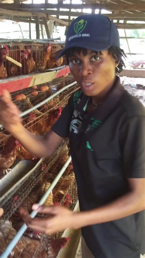 Can a Bird Lay Two Eggs in a Day? Watch to Learn the Truth!