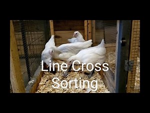 American Bresse - Line cross sorting - 9 weeks old