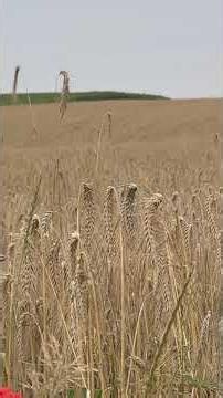 🌺 Poppies in a Golden Grain Field | Summer Nature Sounds #shorts