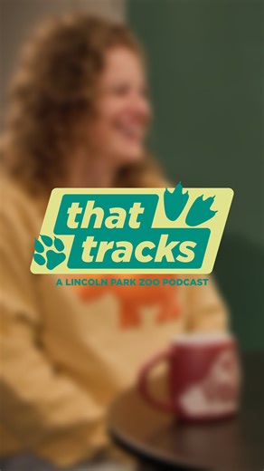 7K views · 72 reactions | Chicago seagulls are something else! In the latest That Tracks episode, zoo nutritionist Siga shares how the zoo handles mealtime, and the stubborn seagulls who love to sneak a snack. Check out the full episode now available on Apple Music and Spotify. | Lincoln Park Zoo | Facebook