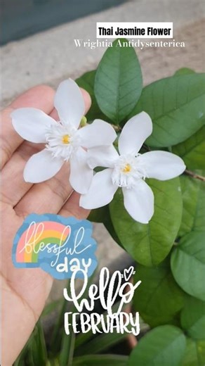 White Star Thai Jasmine Flower nice fragrance Bunga Melur #tropical #nature #plants #discovery
