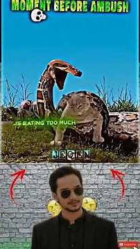 “How Professionals Catch Snakes Safely | Snake Catching Techniques”