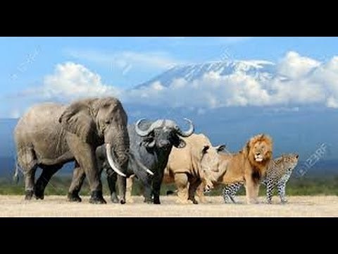 predatori e prede strategie di sopravvivenza savana-documentario