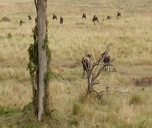 95K views · 995 reactions | Seeing the baby being attacked by a leopard, the mother wildebeest turned around and stabbed the predator in the chest. | Love Animals | Facebook