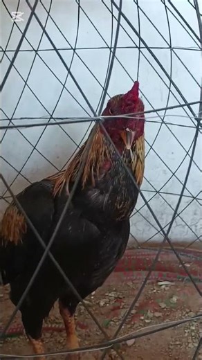 Java aseel fight win grey aseel fight ke liye ready|#aseelmurga #youtubeshorts #adaseel