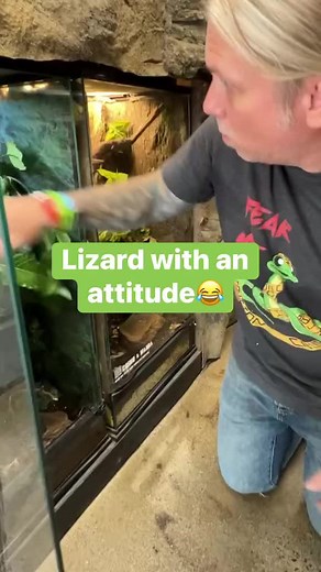 755K views · 7.2K reactions | He's persistent, that's for sure #lizard #cute #funny #persistent #nature #attitude #reels | Brian Barczyk | Facebook