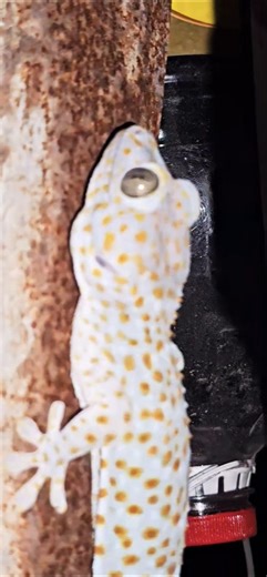 Gecko Sounds #biglizard #gecko #lizard #Short