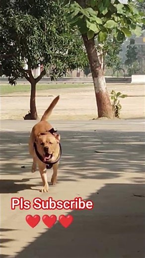simba running #simmba #lab #shortreels #pets #shortvideo #shortsfeed #trending #trendingshorts