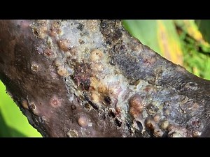 Daniel Imbote's jigger dig after Senior Home stay #2 - long vids @ riseupsociety.net & ruskenya.org