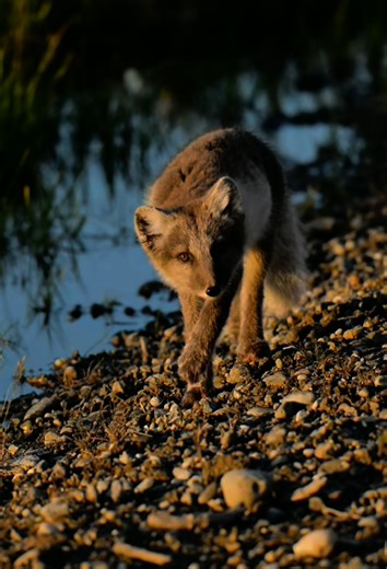Arctic fox kits growing up: Wildlife moments in the Arctic