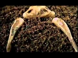 National Geographic Documentary Neanderthal Episode 1 Evolution History Documentary