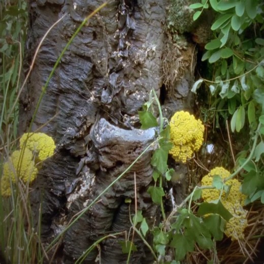 Agatha Christies Poirot S3.E5 - Wasps' Nest #P7 | Julie Lang