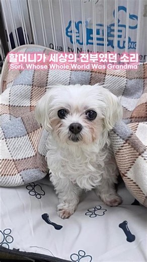 ”할머니가 세상의 전부였던 소리… 이제는 평생 가족을 기다립니다“