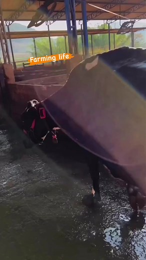 832K views · 30K reactions | Top class hf cow topper breed ❤️ #holstein #dairyfarming #reels #PDFA #viral #cow #dairyfarm #reelsviral #reelsfb Farming .Life | Farming .Life | Facebook