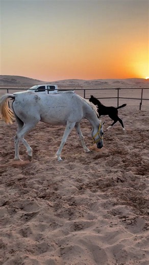 نوفا 🤍#مربط_السمو #ماشاءالله_تبارك_الله #اكسبلور #اكسبلور_عفيف #لايك__explore___