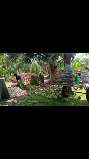 8.5K views · 35 reactions | Our farmers are harvesting our Macapuno...