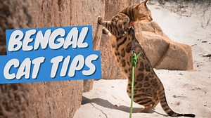 Bengal Cat Care – Keep Your Bengal Happy and Well-Behaved