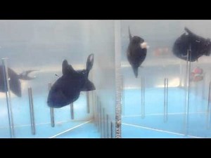 All About the Niger Trigger (and other triggerfish) - Gerber's Tropical Fish