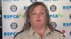 20K views · 252 reactions | RSPCA South Australia has released...