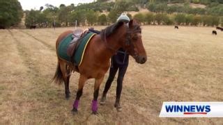 WIN NEWS WRAPPED 🎁🌟 Here’s a story you loved in 2023 At just 12 years old, Sigrid Black has held the title of national mounted games champion and has travelled to Europe to compete on the world stage. #WINNews | WIN News Australia