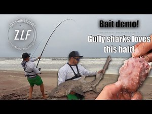 Fishing in Namibia! Catching Spotted Gully sharks at the Winston!