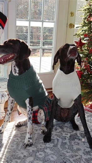 The ladies get dressed up for Christmas! • • • Each year we try to take our Christmas pictures with the dogs and it always ends up being very eventful! Safe to say Nelli is not a huge fan of her elf hat lol . . #dogs #funnydogvideos #puppy #gsp #germanshorthairedpointer #christmas #puppy | Justin Floyd