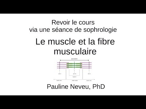 Neurophysiology – 005 Muscle and muscle fiber: review using sophrology – Dr. Pauline Neveu
