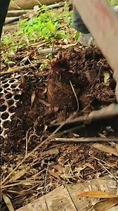 Expert Bamboo Shoot Harvest: Traditional Manual Extraction Techniques 🚜🎋💥
