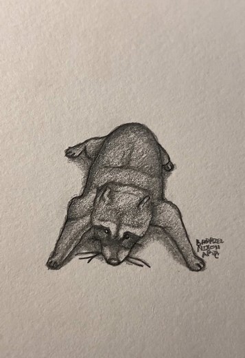Adorable Spider Raccoon Sketch Drawings