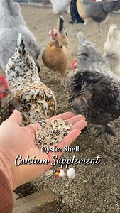 Laying hens NEED calcium! Oyster shells are a great source- set out as free choice. 🦪🐓✨#calcium #supplement #chickensofinstagram #layinghens #chickens | Simplychickensofficial