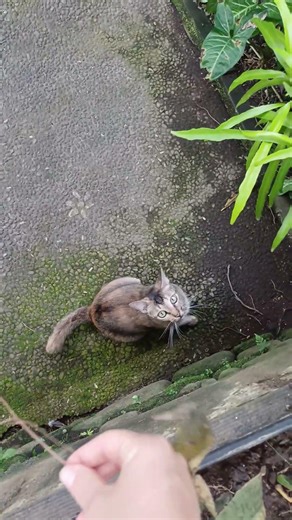#cat #shortvideo #kitten#pets#animals#kucing#catvideos #funny#cats