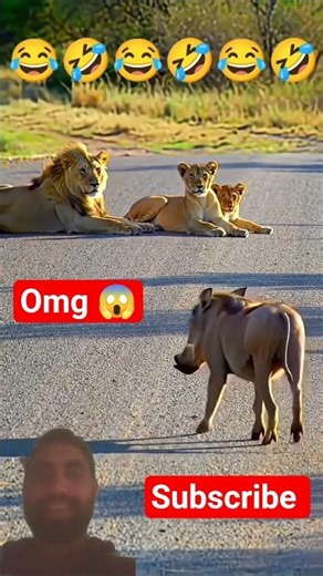 WARTHOG VS LION 🦁 FUNNY MOMENTS 😂#funny #shortsfeed #shorts #comedy #wildlife #animals #viral #lion