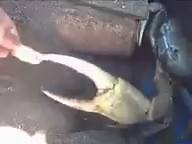 306K views · 1.2K reactions | VIDEO: crab feeding More videos and...