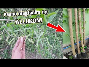 How to Harvest and Plant Allukon! paano ba itanim ang ALLUKON? Himbabao, Baeg, Broussonetia Luzonica