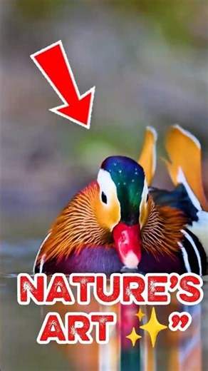 Top 4 Most Beautiful Animals in the World 🌈🦋 #animals #beautiful #shorts