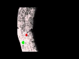 Paraxial mesendoderm progenitor cell ingression at the onset of gastrulation in zebrafish